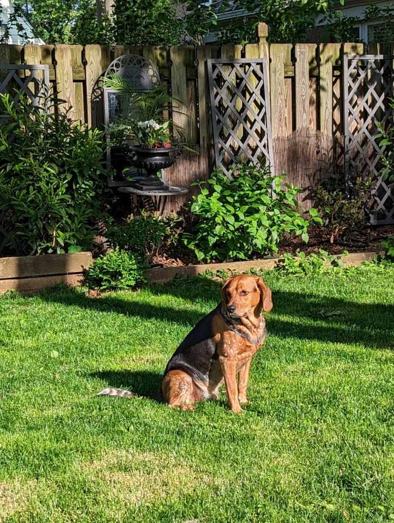 Ethan, a Beagle and Chinese Shar-Pei mix tested with EmbarkVet.com