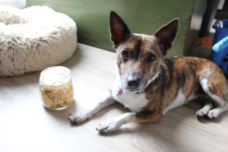 Mudge, a Chihuahua and Australian Cattle Dog mix tested with EmbarkVet.com