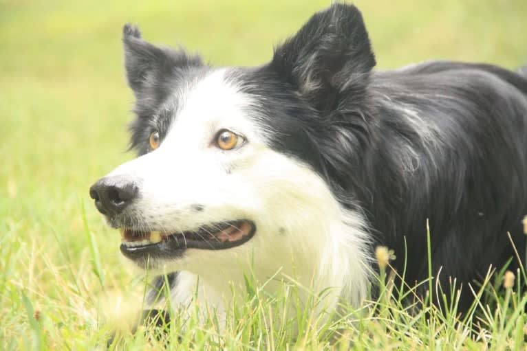 Ripper, a Border Collie tested with EmbarkVet.com