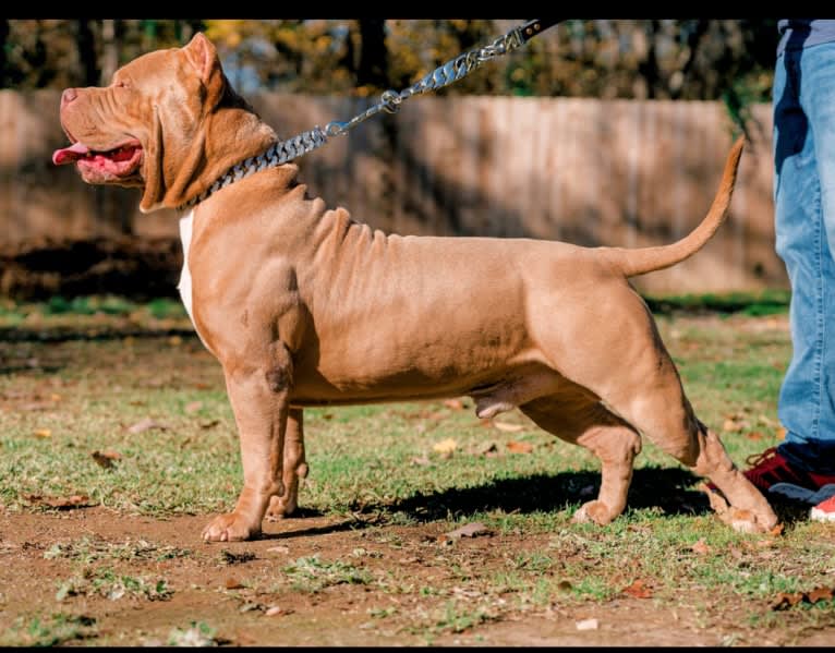 Zeus, an American Bully tested with EmbarkVet.com