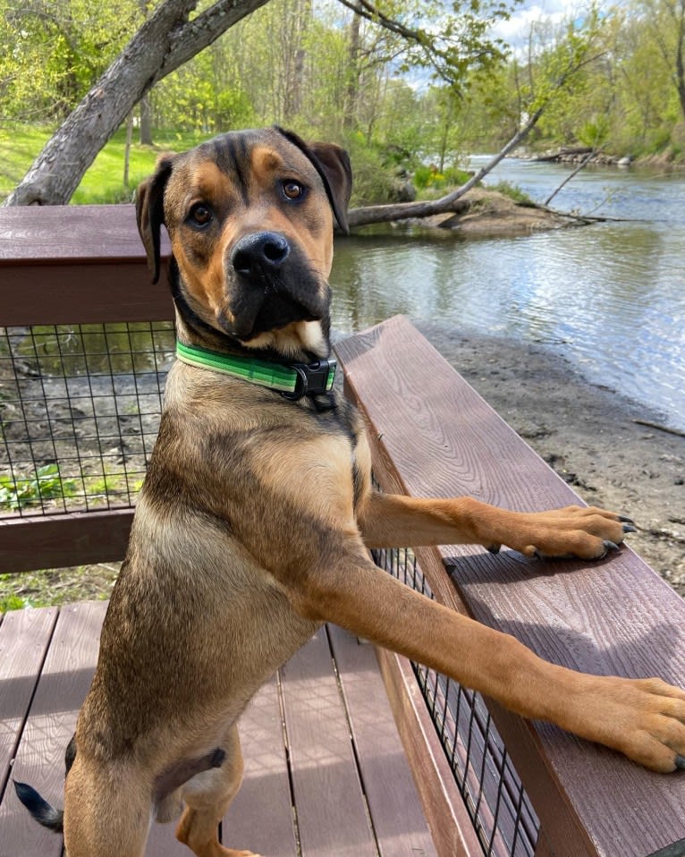 Lenny, a Rottweiler and American Pit Bull Terrier mix tested with EmbarkVet.com