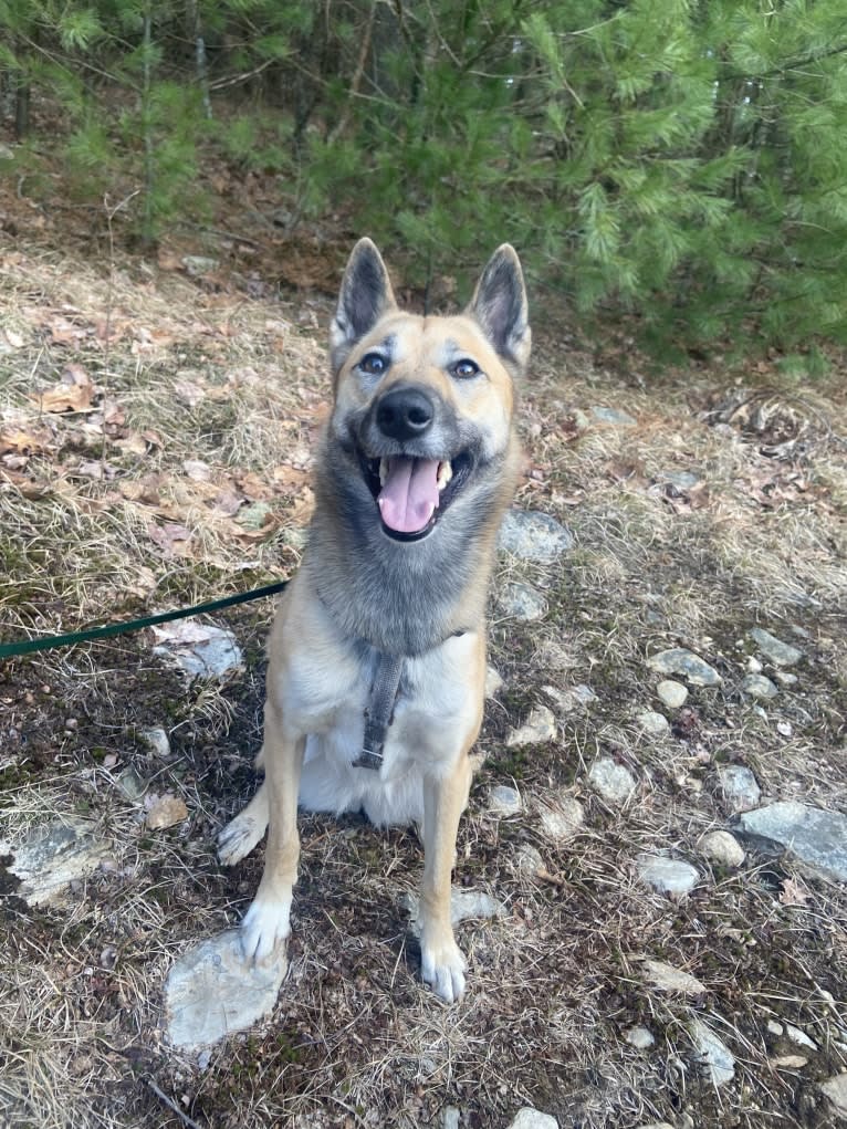 Raven, a West Siberian Laika tested with EmbarkVet.com