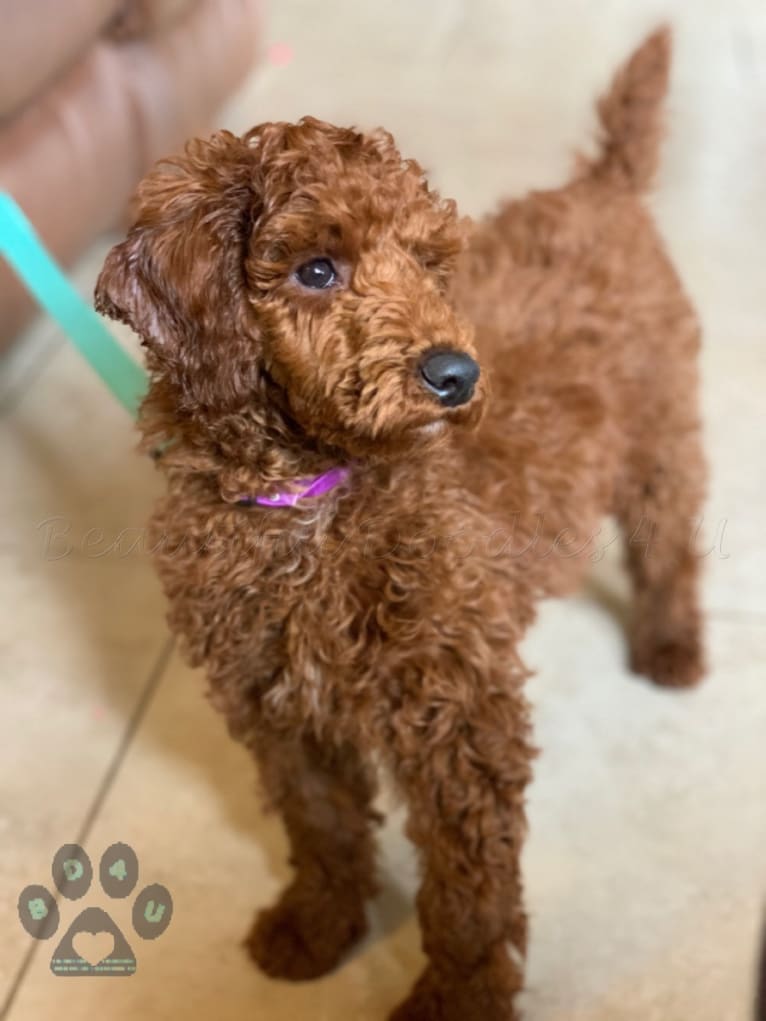 PHOENIX, a Poodle tested with EmbarkVet.com