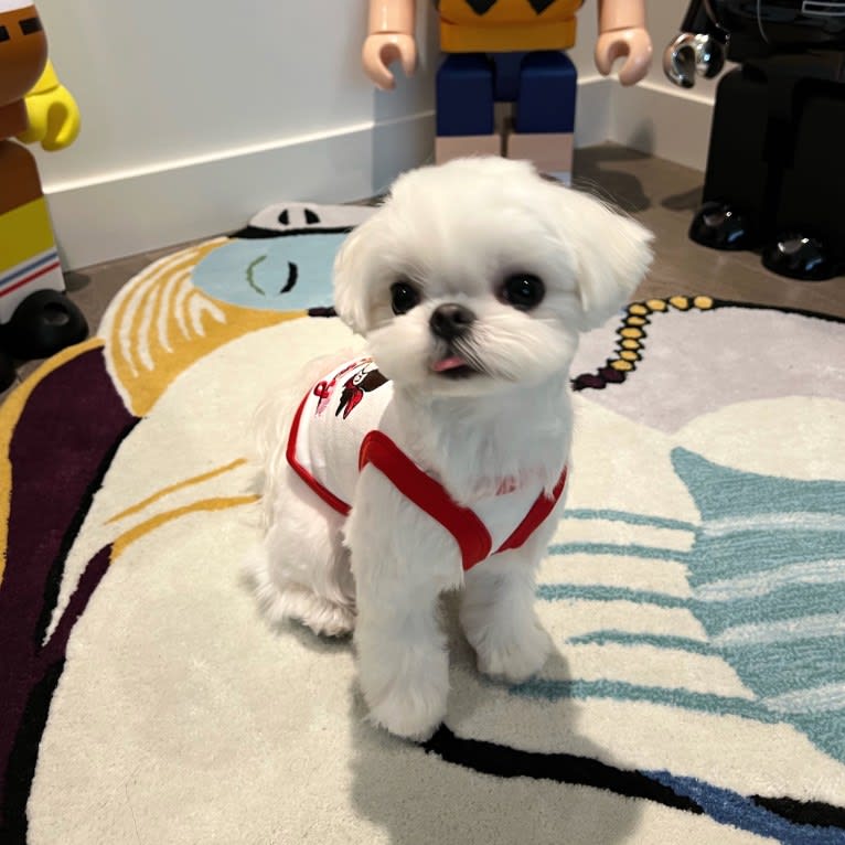 SNOOPY, a Maltese tested with EmbarkVet.com