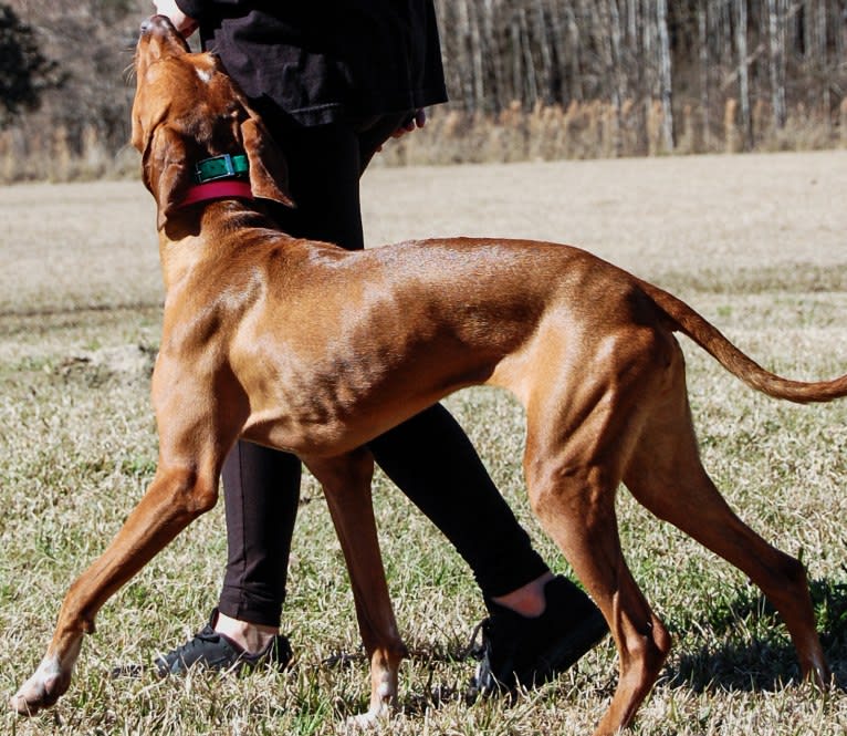 Tula, a Pointer and Llewellin Setter mix tested with EmbarkVet.com