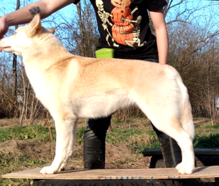 Kestrel, a Siberian Husky and Shetland Sheepdog mix tested with EmbarkVet.com