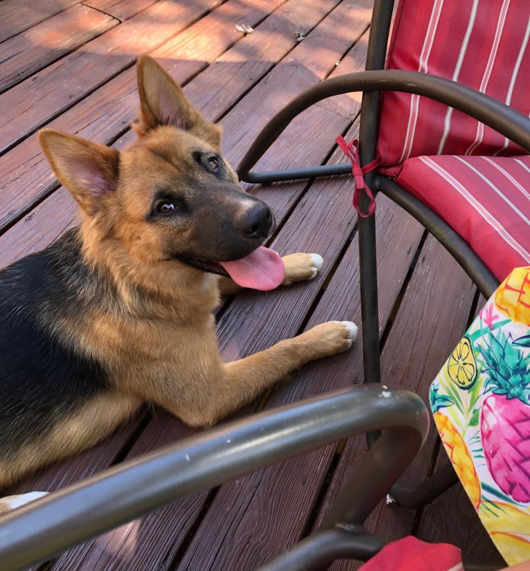 Mick, a Siberian Husky and German Shepherd Dog mix tested with EmbarkVet.com