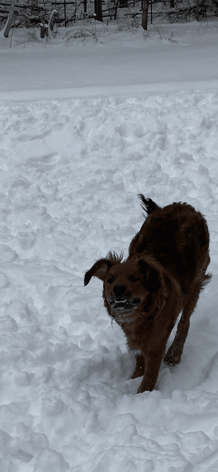 Milkyway Grizzly Adams, a Poodle (Standard) and Australian Cattle Dog mix tested with EmbarkVet.com