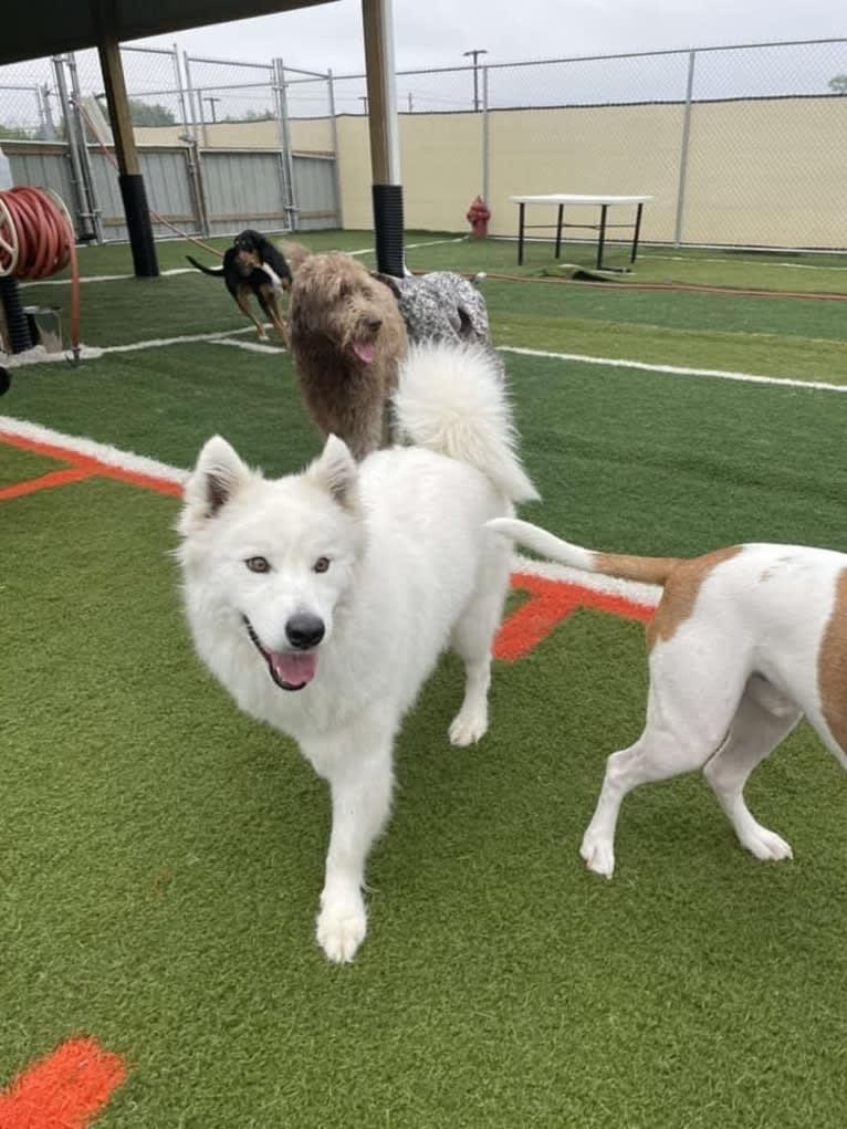 Devlin Charles, a Samoyed tested with EmbarkVet.com