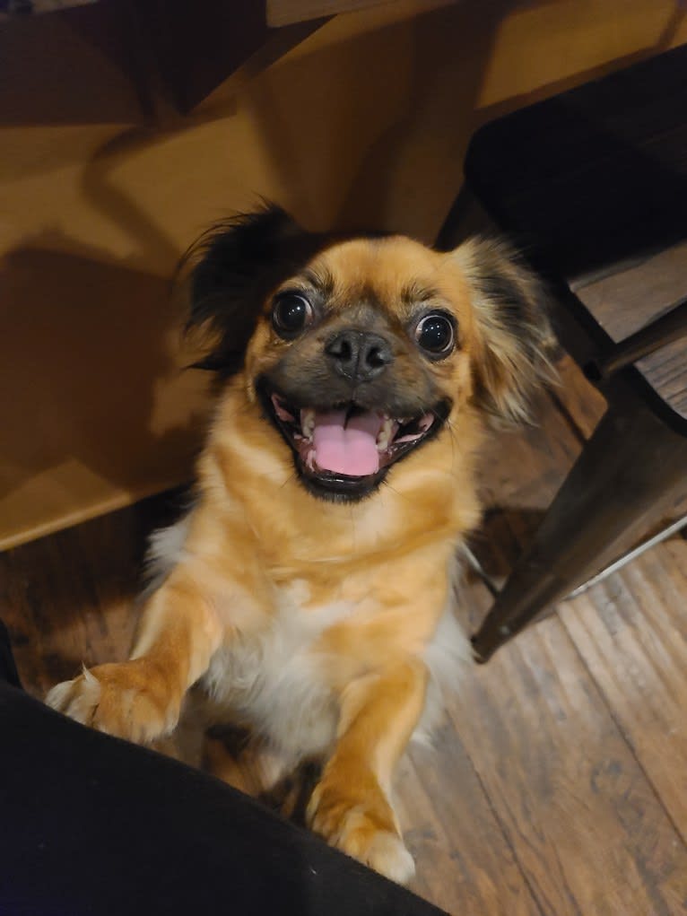 Ollie, a Pug and Chihuahua mix tested with EmbarkVet.com