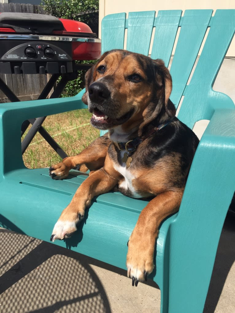 Linus, a Basset Hound and Catahoula Leopard Dog mix tested with EmbarkVet.com