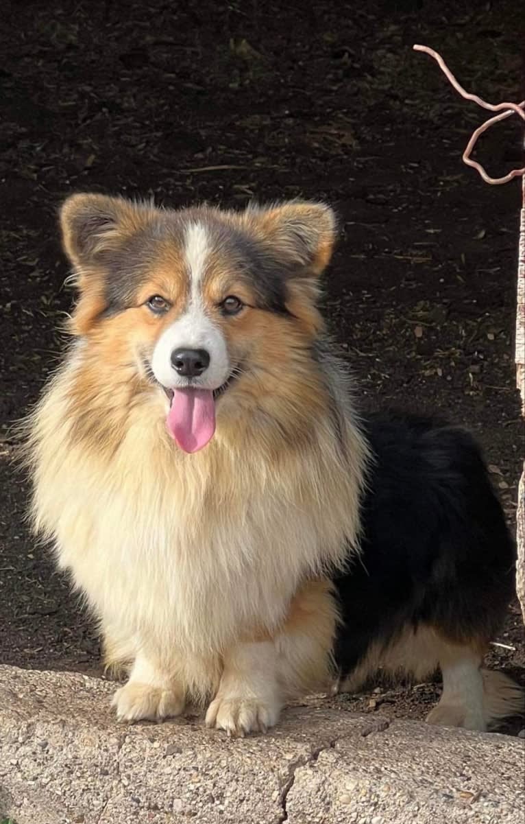 Tater, a Pembroke Welsh Corgi tested with EmbarkVet.com