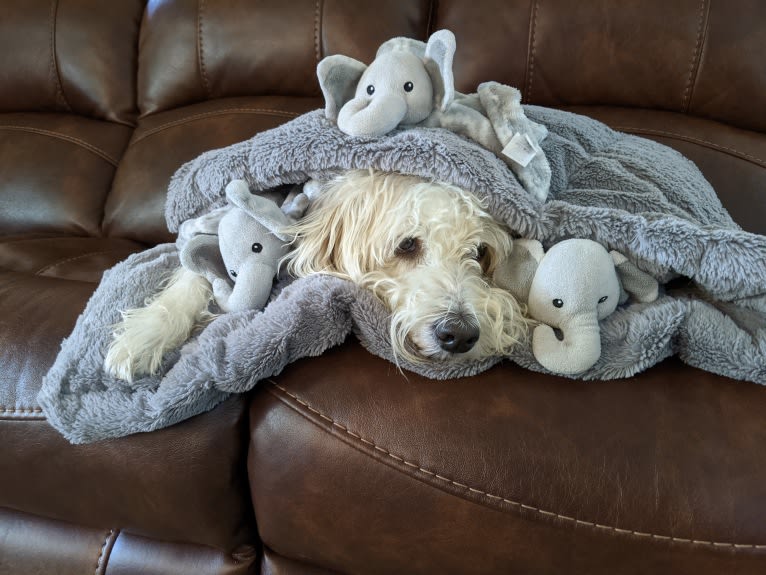 Cam, a Miniature Schnauzer and Cocker Spaniel mix tested with EmbarkVet.com