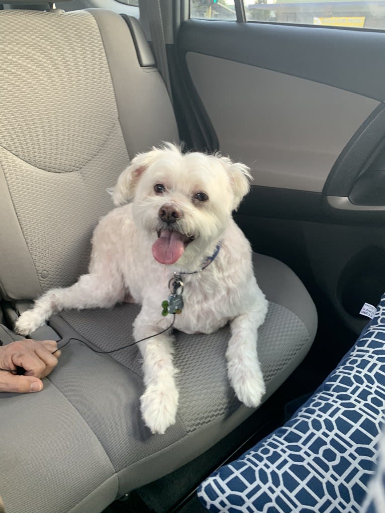 Logan, a Chinese Crested and Maltese mix tested with EmbarkVet.com