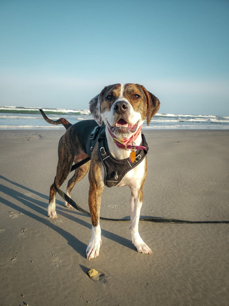 Charlie Bird, an American Pit Bull Terrier and Mountain Cur mix tested with EmbarkVet.com