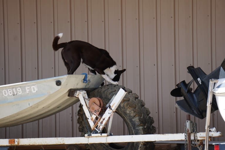 Tad, a McNab and Australian Kelpie mix tested with EmbarkVet.com