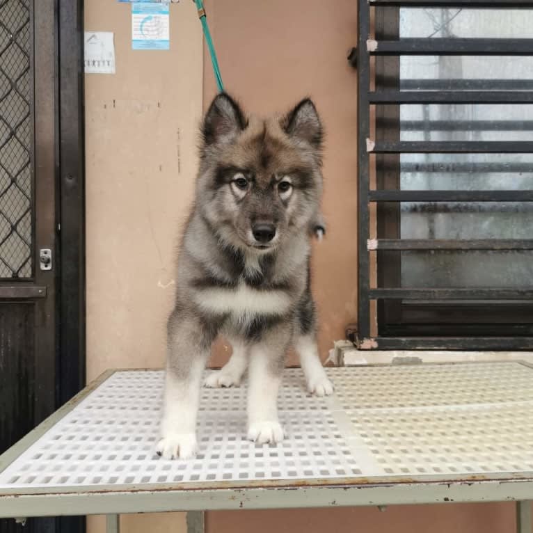 Mira, a Siberian Husky tested with EmbarkVet.com