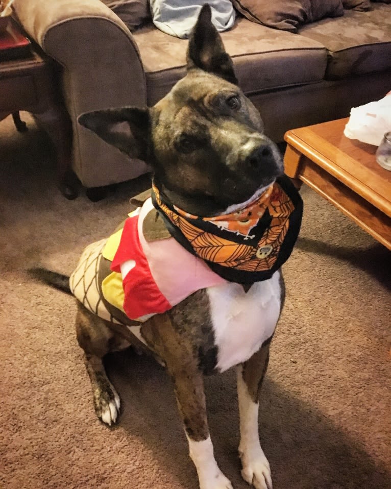 Gus, an American Pit Bull Terrier and Akita mix tested with EmbarkVet.com