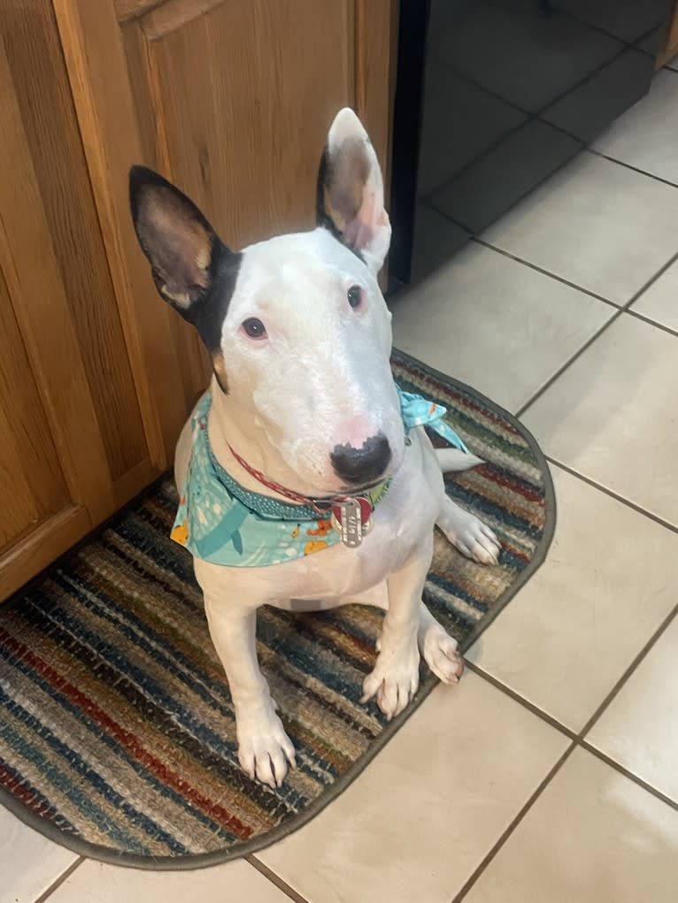 French Fry, a Bull Terrier tested with EmbarkVet.com