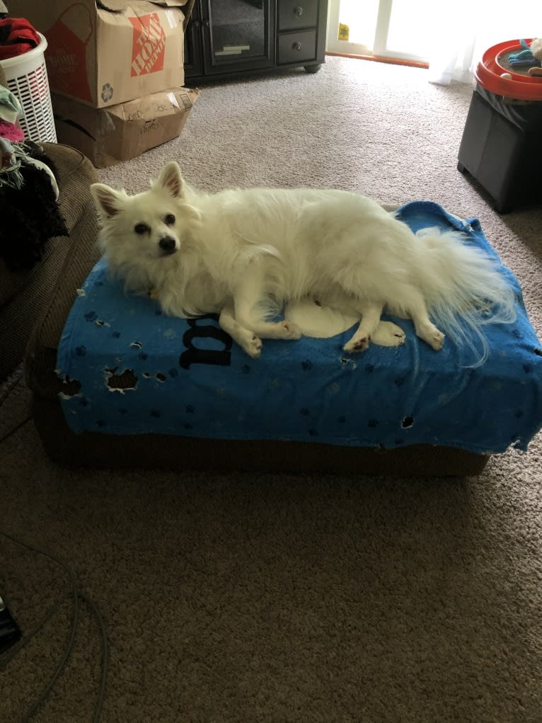 Koda, an American Eskimo Dog tested with EmbarkVet.com