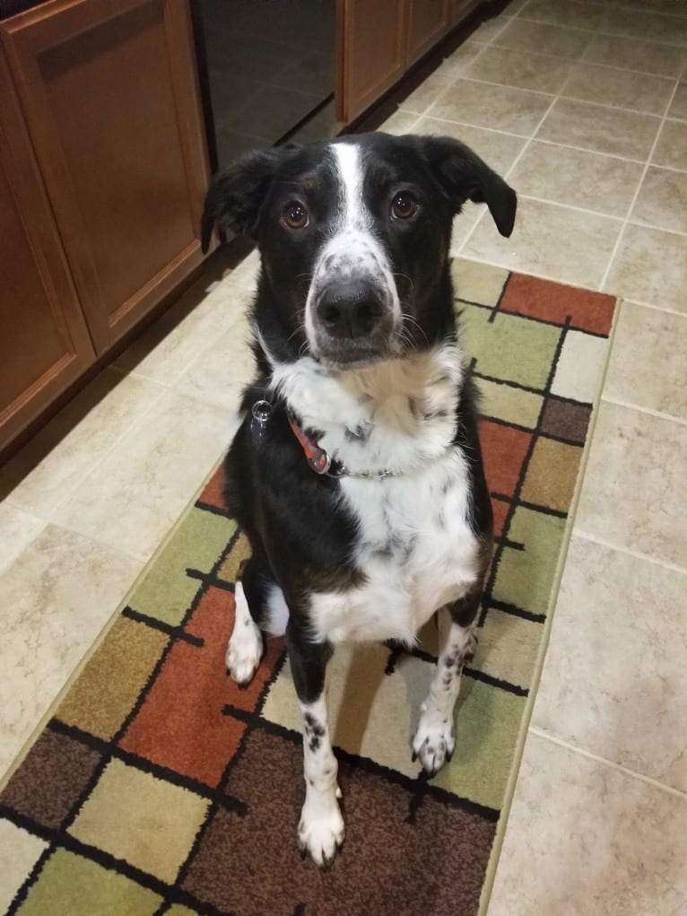 Boomer, an Australian Cattle Dog and Poodle (Standard) mix tested with EmbarkVet.com