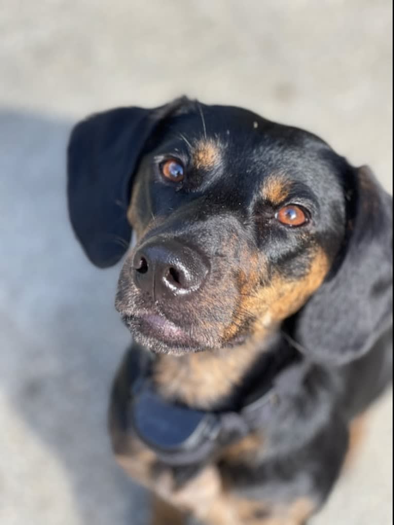 Stacy, a Beagle and Australian Cattle Dog mix tested with EmbarkVet.com