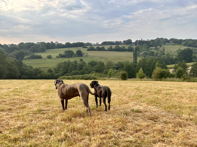 Islay, a Cane Corso and Neapolitan Mastiff mix tested with EmbarkVet.com