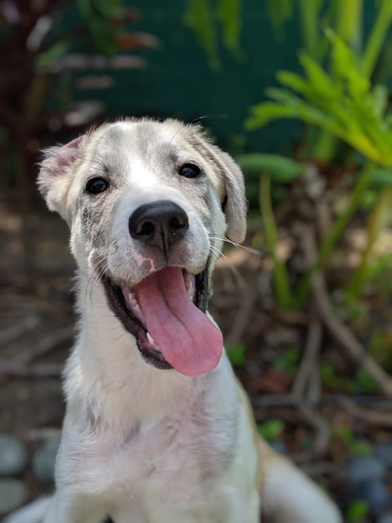 Juno, a Labrador Retriever and Siberian Husky mix tested with EmbarkVet.com