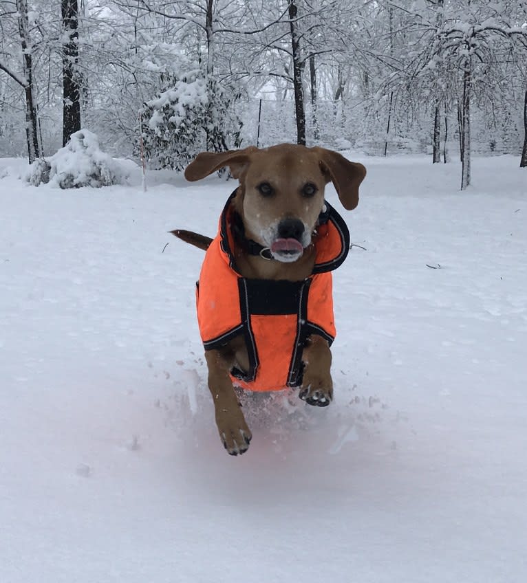 Charlie, an American Foxhound and Mountain Cur mix tested with EmbarkVet.com