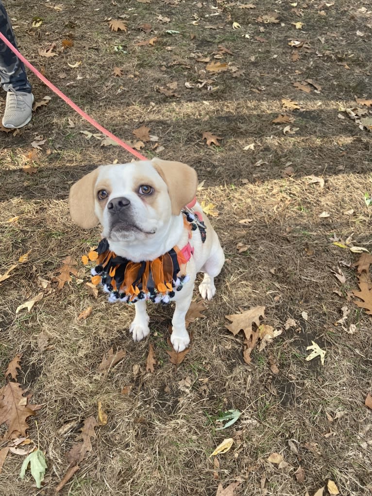 Honey, a Puggle tested with EmbarkVet.com