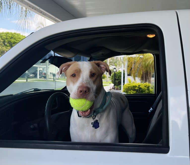 Casper, an American Pit Bull Terrier and Labrador Retriever mix tested with EmbarkVet.com