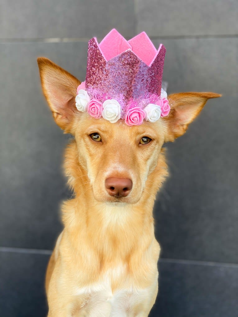 Molly, a Western European Village Dog tested with EmbarkVet.com