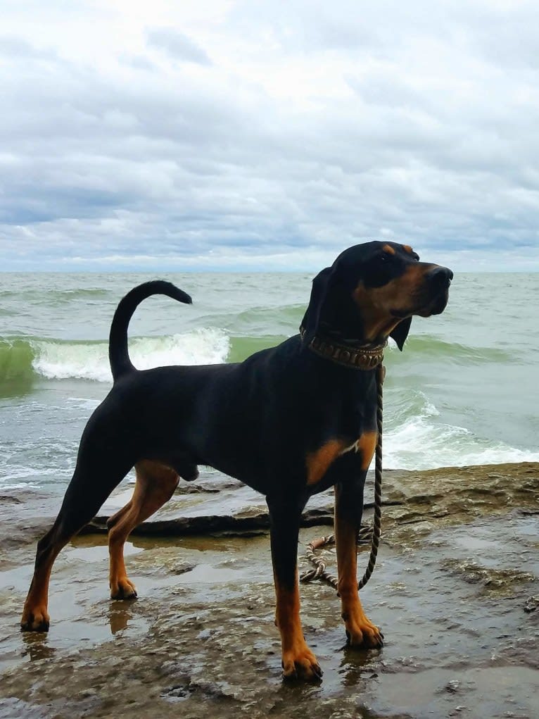 Wyatt, an American Leopard Hound tested with EmbarkVet.com