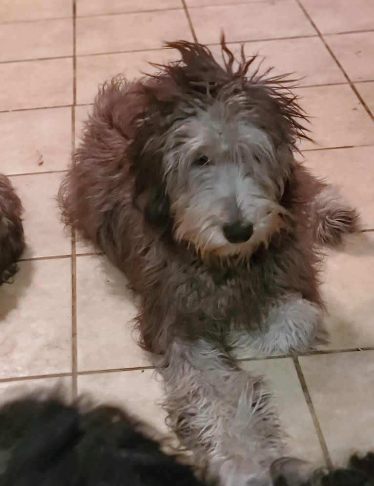 Elsa, a Bergamasco Sheepdog tested with EmbarkVet.com