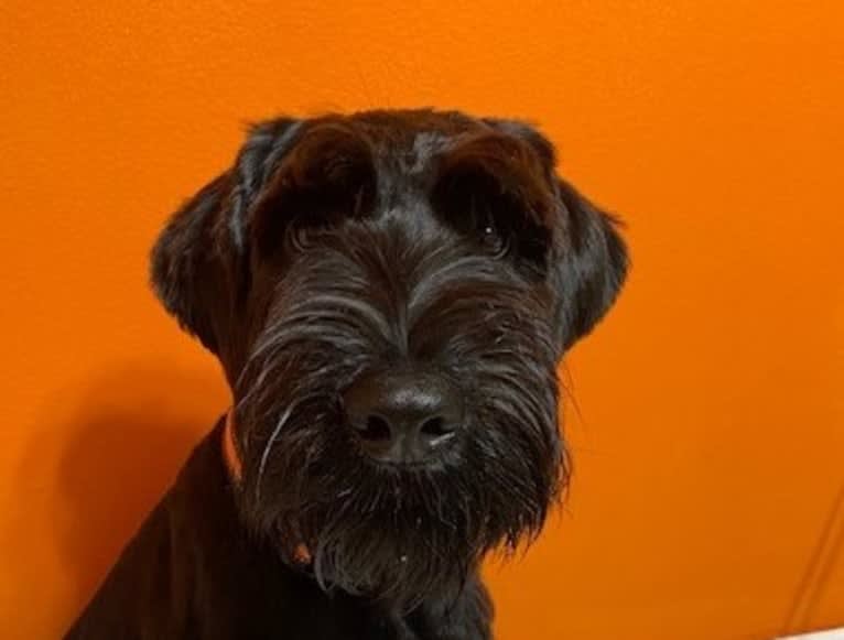 Argos, a Standard Schnauzer tested with EmbarkVet.com