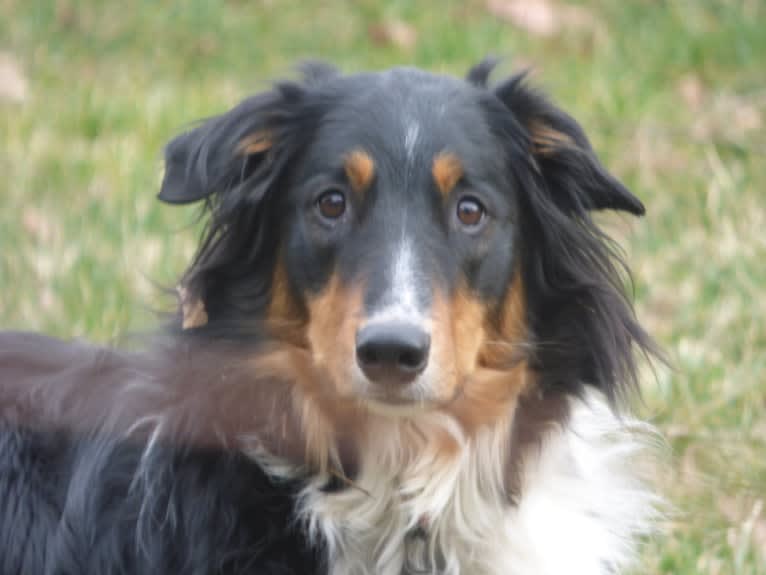 Jebediah Raphael, an English Shepherd tested with EmbarkVet.com