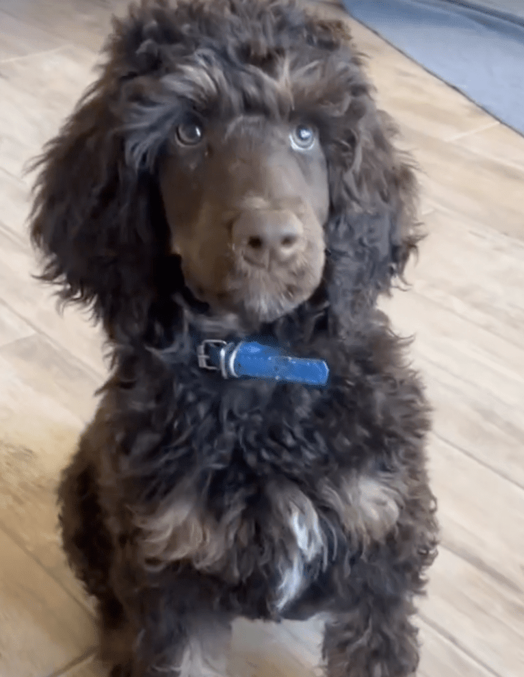 Ember, a Poodle (Standard) tested with EmbarkVet.com