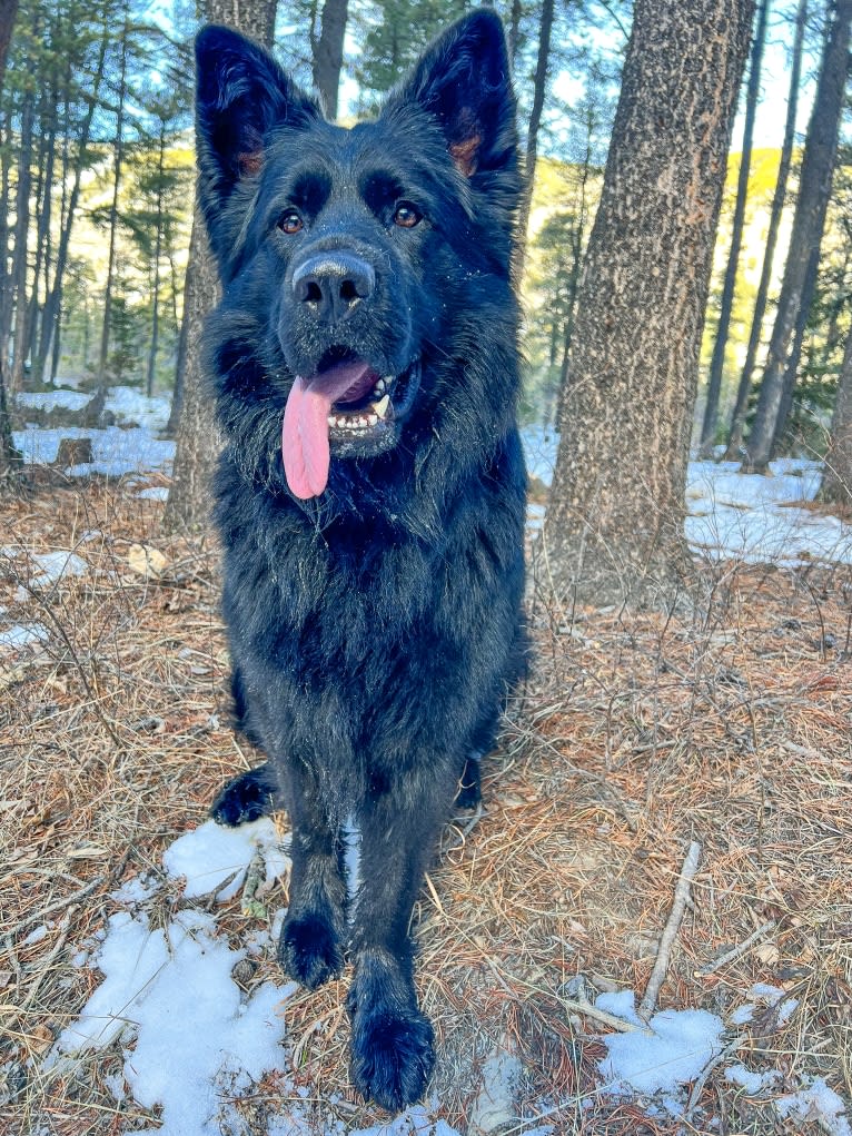 Valor Vom Hof Grebe, a German Shepherd Dog tested with EmbarkVet.com