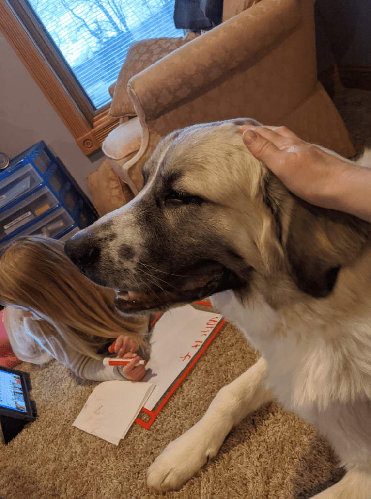 Waffles, a Great Pyrenees tested with EmbarkVet.com