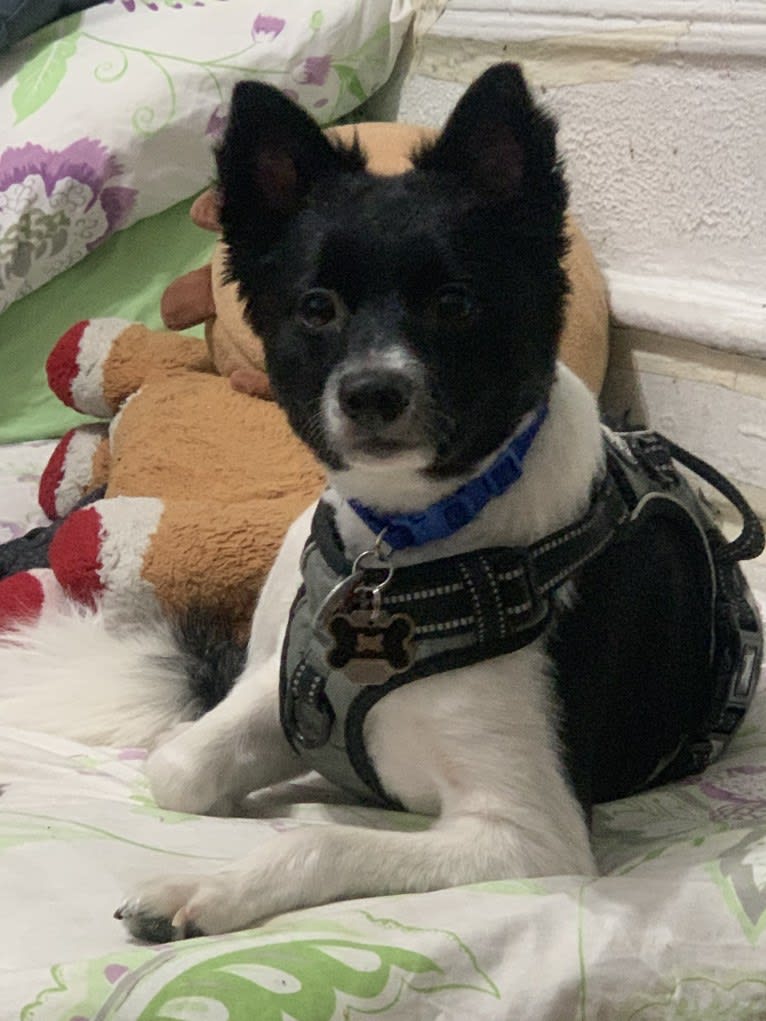 Chico, an American Eskimo Dog and Chihuahua mix tested with EmbarkVet.com