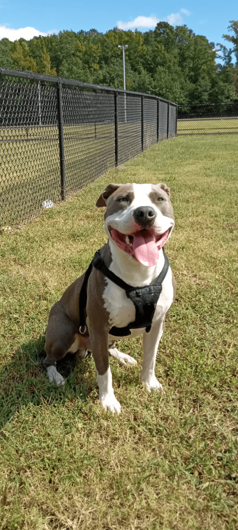 "X" (Dmx), an American Pit Bull Terrier tested with EmbarkVet.com