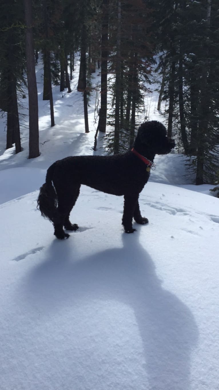 Bia, a Portuguese Water Dog tested with EmbarkVet.com