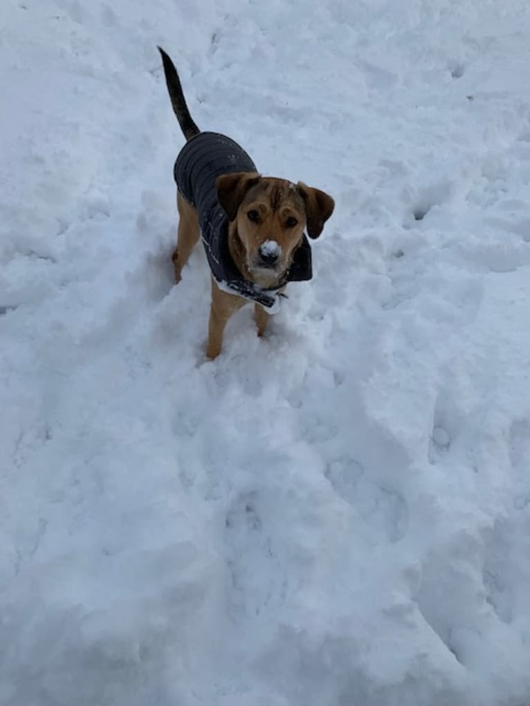 Pretzel, a Beagle and Golden Retriever mix tested with EmbarkVet.com