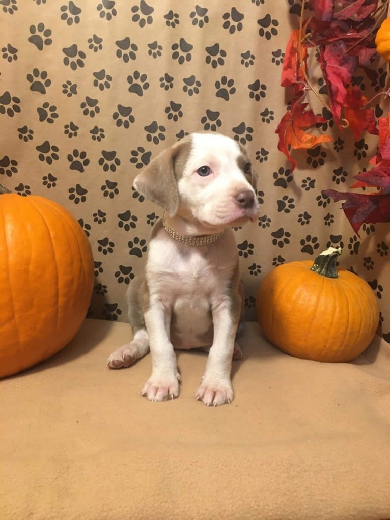 Mariposa “Mari” 🦋, an American Pit Bull Terrier and Chihuahua mix tested with EmbarkVet.com