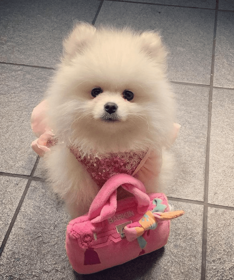 Princess Coco Chanel, a Pomeranian (12.4% unresolved) tested with EmbarkVet.com