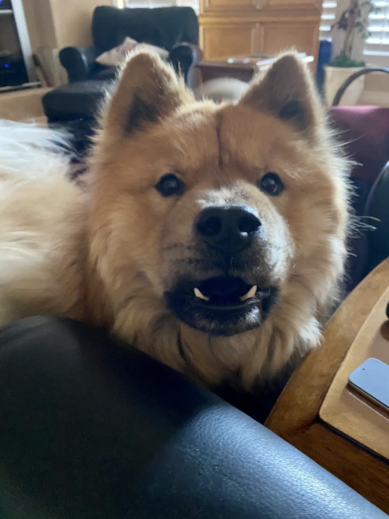 Satchmo, a Chow Chow tested with EmbarkVet.com