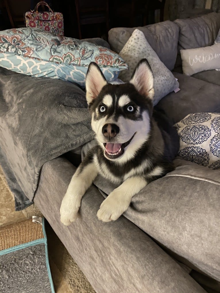 Shasta, a Siberian Husky tested with EmbarkVet.com