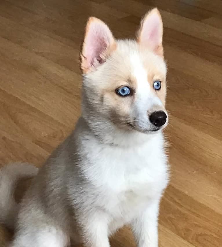 Praïa, a Pomsky tested with EmbarkVet.com