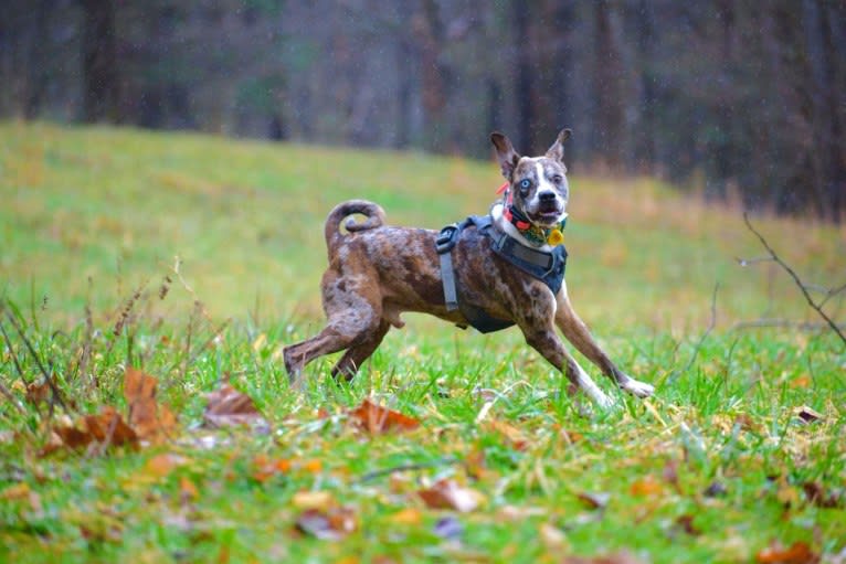 Hammer, a Boston Terrier and Australian Cattle Dog mix tested with EmbarkVet.com