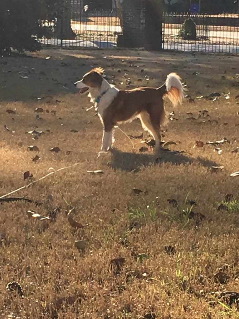 Bones Holley, a Mountain Cur and Chihuahua mix tested with EmbarkVet.com